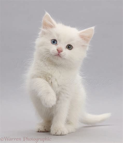 whitebooru|Userpage of WhiteKitten .